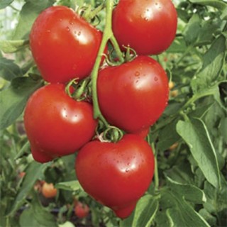 img-0: Томат Пламенный F1 (инкруст. семена) - ООО «Семена Тут»