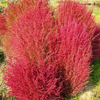 Кохия волосистая Ред Глоб [5х0,1 гр] - ООО «Семена Тут»