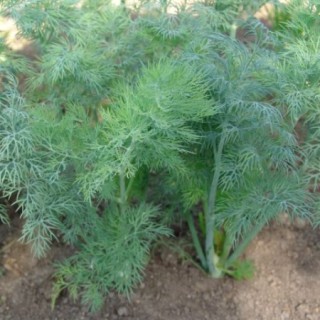 img-0: Укроп Амазон (калибр менее 2,2 мм)* - ООО «Семена Тут»