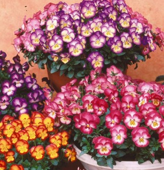 Виола крупноцветковая Ультима Редиенс микс [1000 шт] - ООО «Семена Тут»