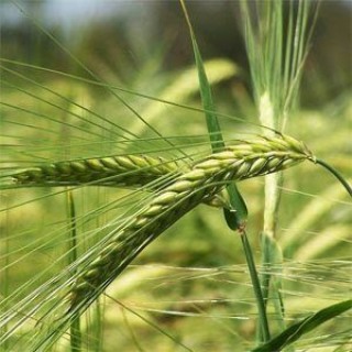 img-0: Ячмень яровой Вереск - ООО «Семена Тут»