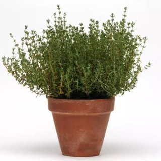 Тимьян Симпли Хербс [500 м/драже] - ООО «Семена Тут»