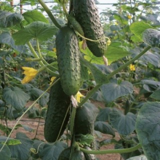 img-0: Огурец Уран F1 - ООО «Семена Тут»