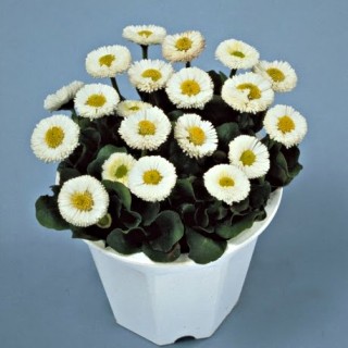 Маргаритка Галакси Вайт [1000 драже] - ООО «Семена Тут»