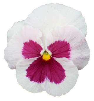 Виола крупноцветковая Премьер Вайт виз Роуз блоч [1000 шт] - ООО «Семена Тут»