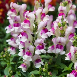 img-0: Львиный зев Крэкл энд Поп Лавендер Биколор [1000 шт] - ООО «Семена Тут»