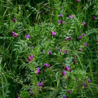 Вика яровая Льговская 22 - ООО «Семена Тут»