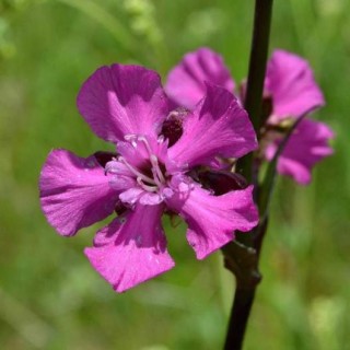 img-1: Вискария Нимфа - ООО «Семена Тут»