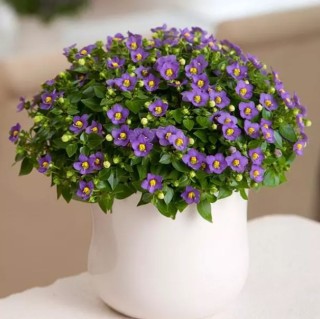 img-0: Экзакум Принцесса Дип Блю [500 драже] - ООО «Семена Тут»