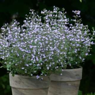 Каламинта Марвелетт Блю [1000 шт] - ООО «Семена Тут»