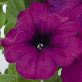 Петуния грандифлора Лимбо Джи Пи Виолет [5000 драже] - ООО «Семена Тут»