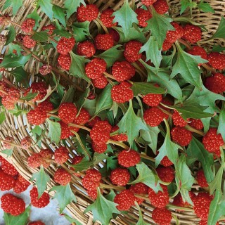 Шпинат Земляничный - ООО «Семена Тут»