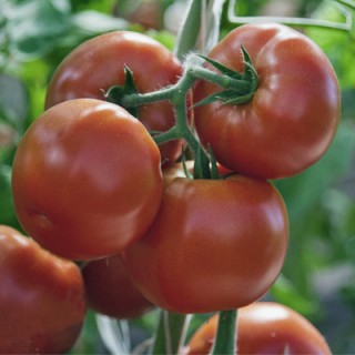 Томат Зорро F1 - ООО «Семена Тут»