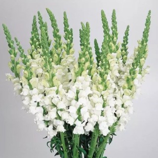 Львиный зев Кул Вайт [1000 шт] - ООО «Семена Тут»