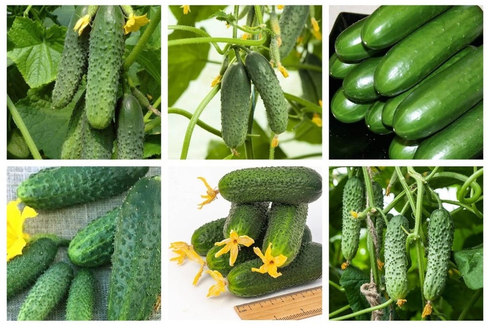 огурификация