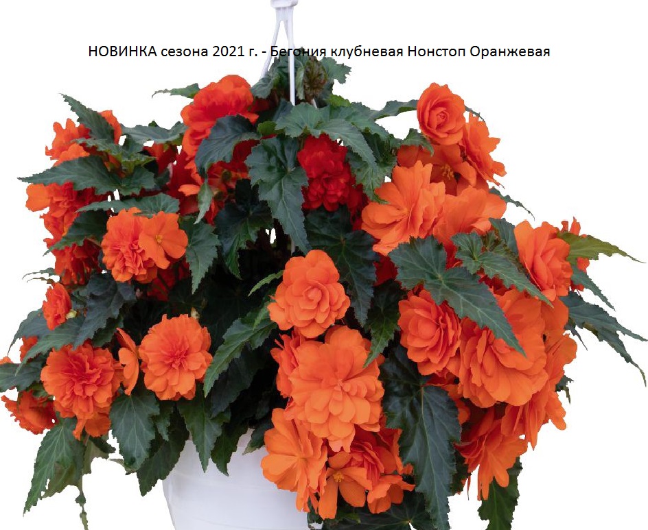 begonija nonstop joy orange c8050 1